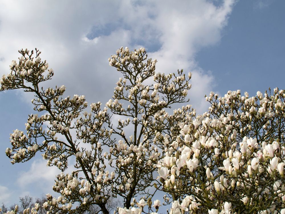 Rauchende Blüten