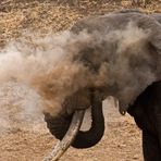 Rauchende Elefanten