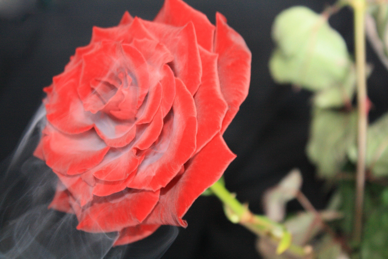 rauchende Rose