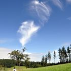 Rauchender Baum (Smoking Tree)