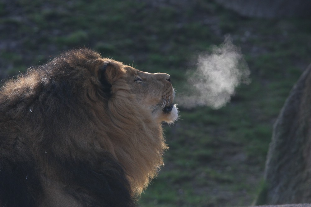 Rauchender Löwe
