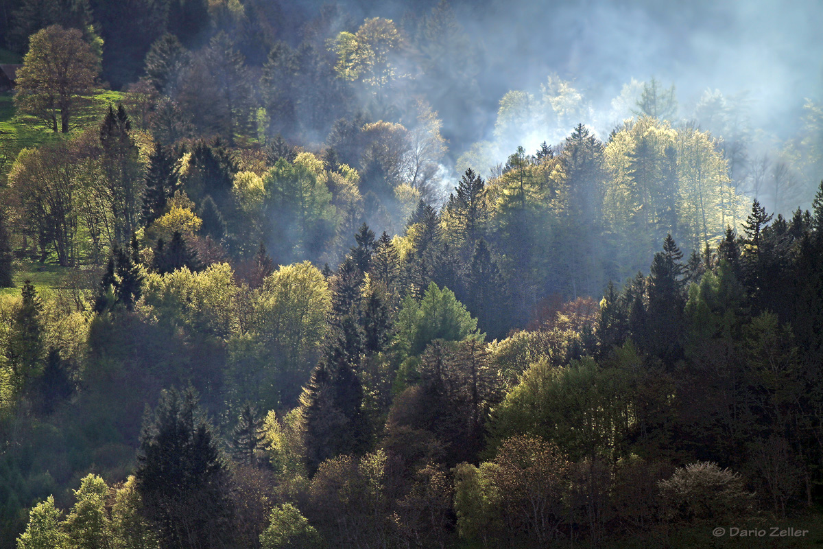 Rauchender Wald