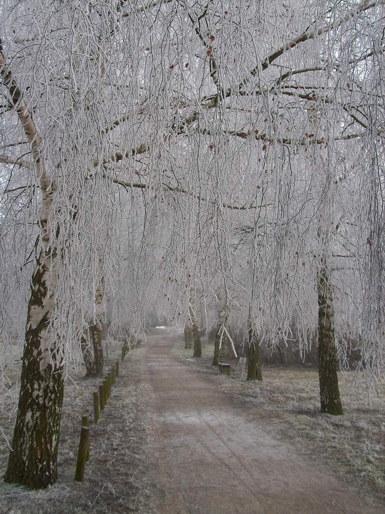 Rauchreif und Nebel 3