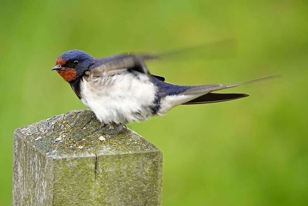 Rauchschwalbe Foto & Bild | natur, tiere, vögel Bilder auf fotocommunity