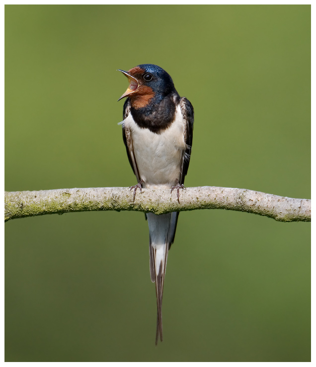 Rauchschwalbe... Foto & Bild | tiere, wildlife, wild lebende vögel Bilder auf fotocommunity