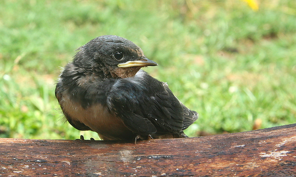 rauchschwalbe