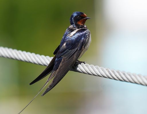 Rauchschwalbe