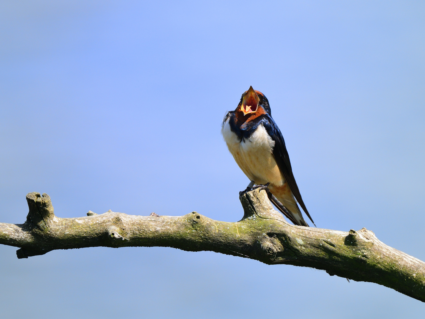 Rauchschwalbe Ästling, (Hirundo rustica), Barn swallow, Golondrina común