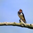 Rauchschwalbe Ästling, (Hirundo rustica), Barn swallow, Golondrina común