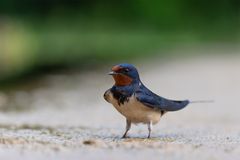 Rauchschwalbe am Boden