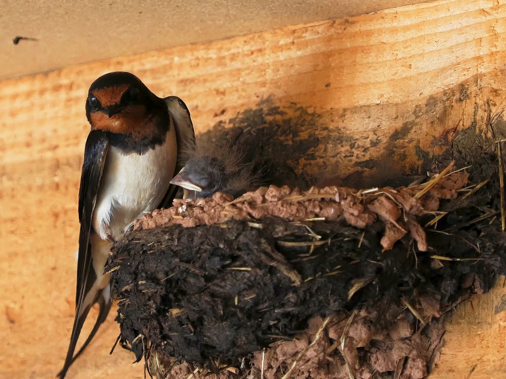 Rauchschwalbe am Nest