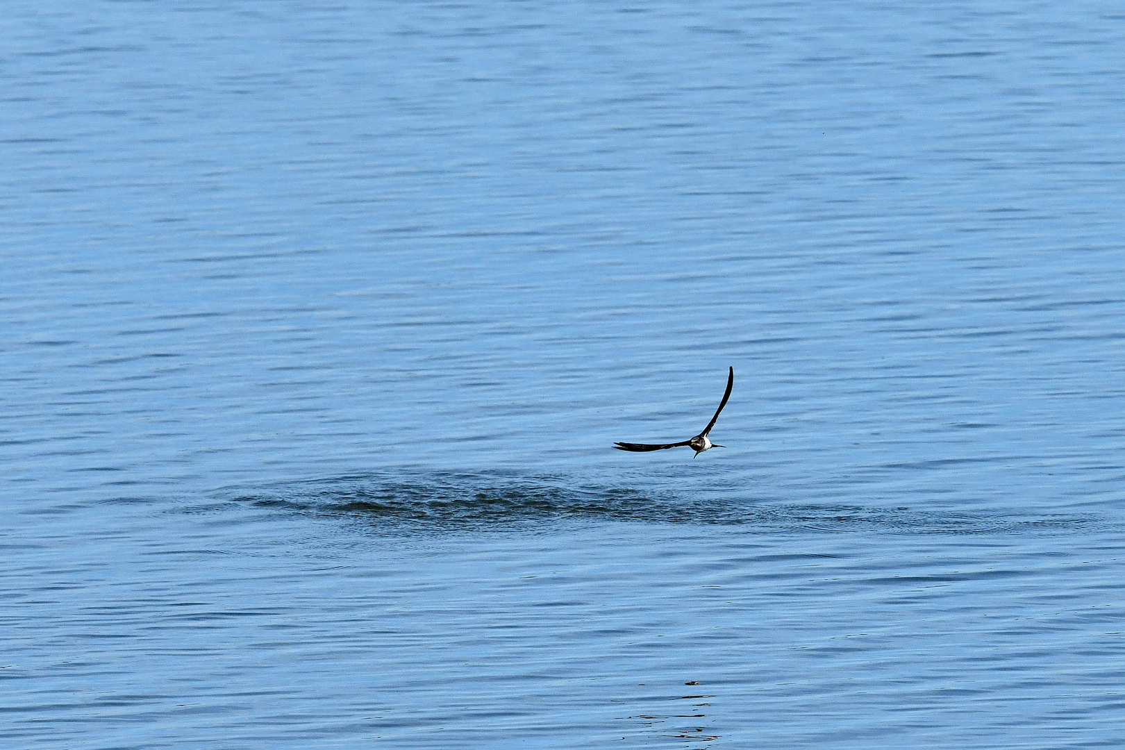 Rauchschwalbe am Steinhuder Meer