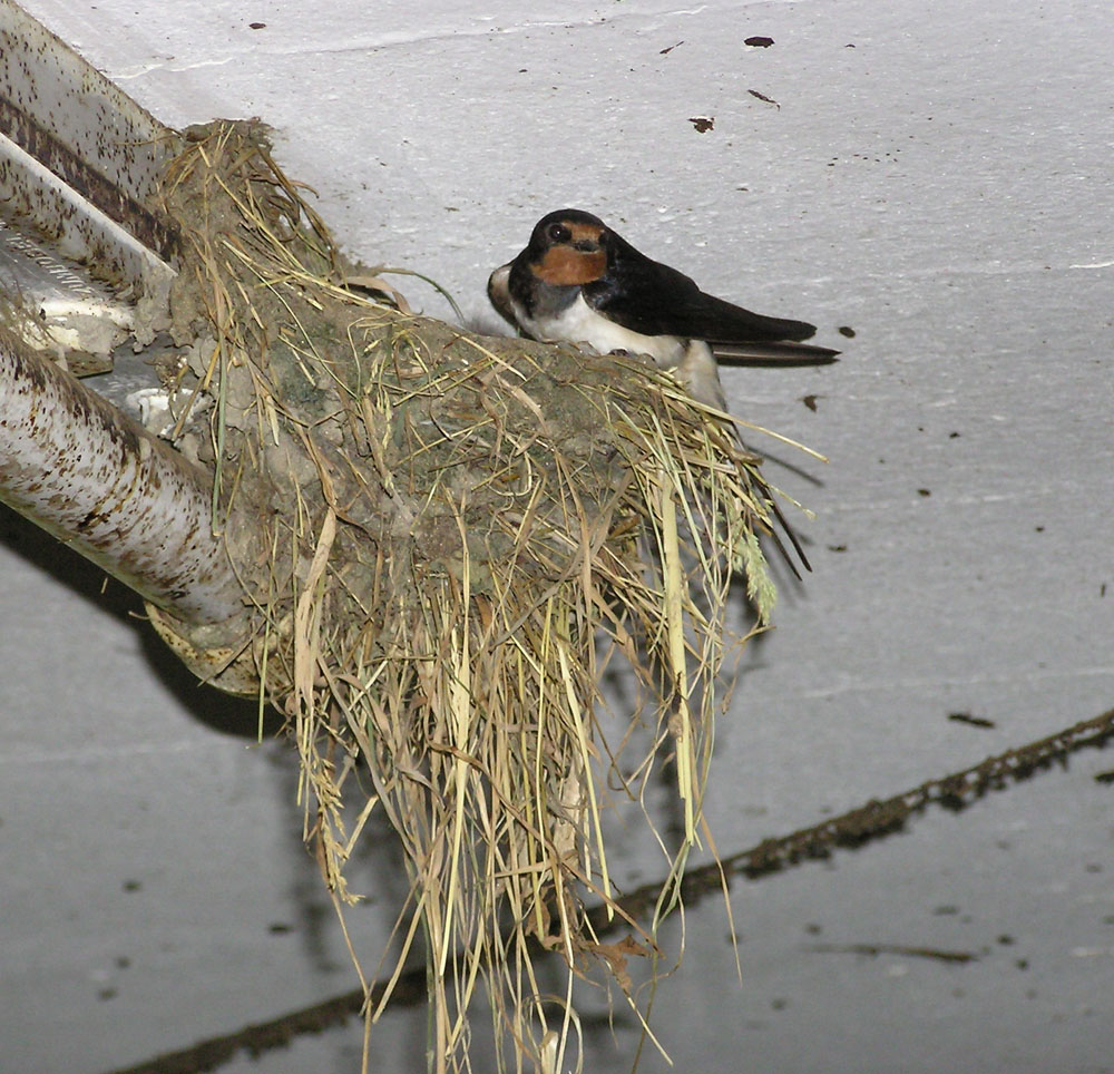 Rauchschwalbe auf Nest im Kuhstall