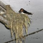 Rauchschwalbe auf Nest im Kuhstall