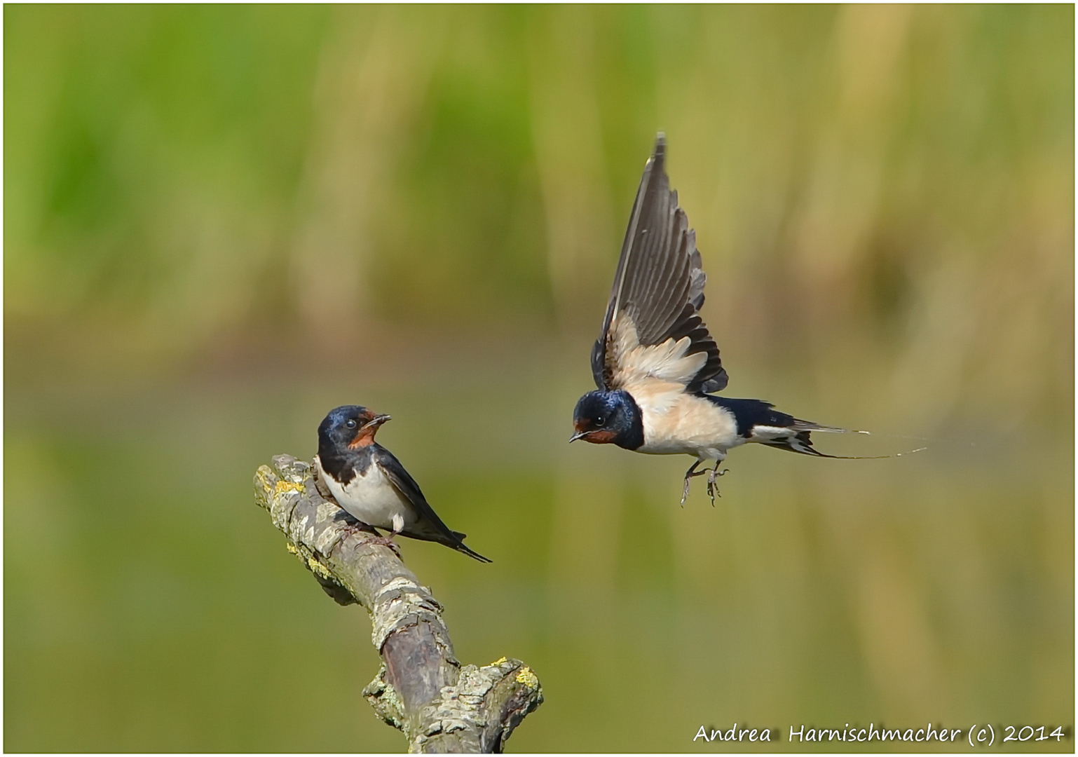 Rauchschwalbe beim "Annäherungsflug"