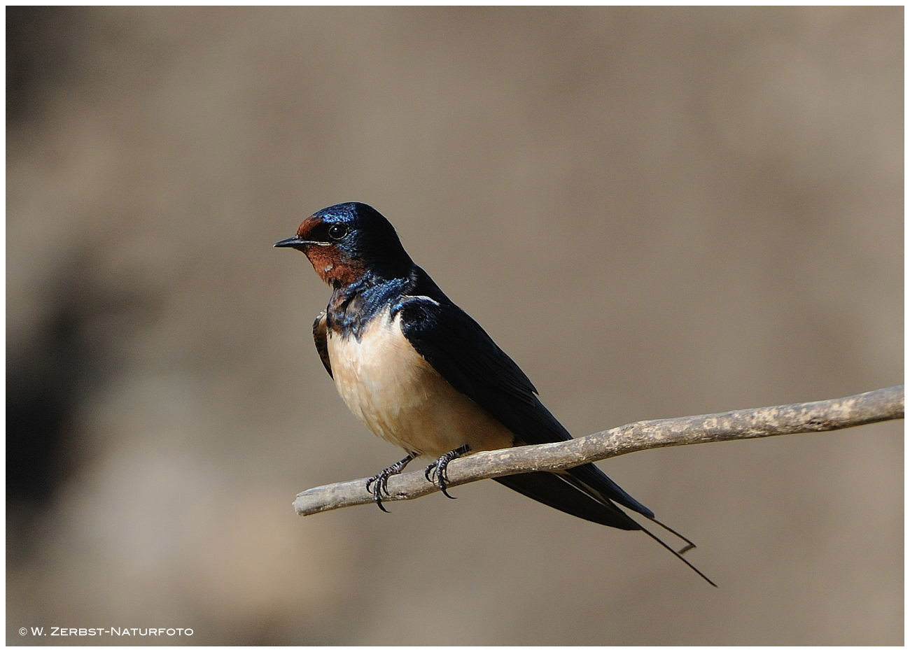 --- Rauchschwalbe --- ( Hirundo nustica )