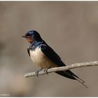 --- Rauchschwalbe --- ( Hirundo nustica )