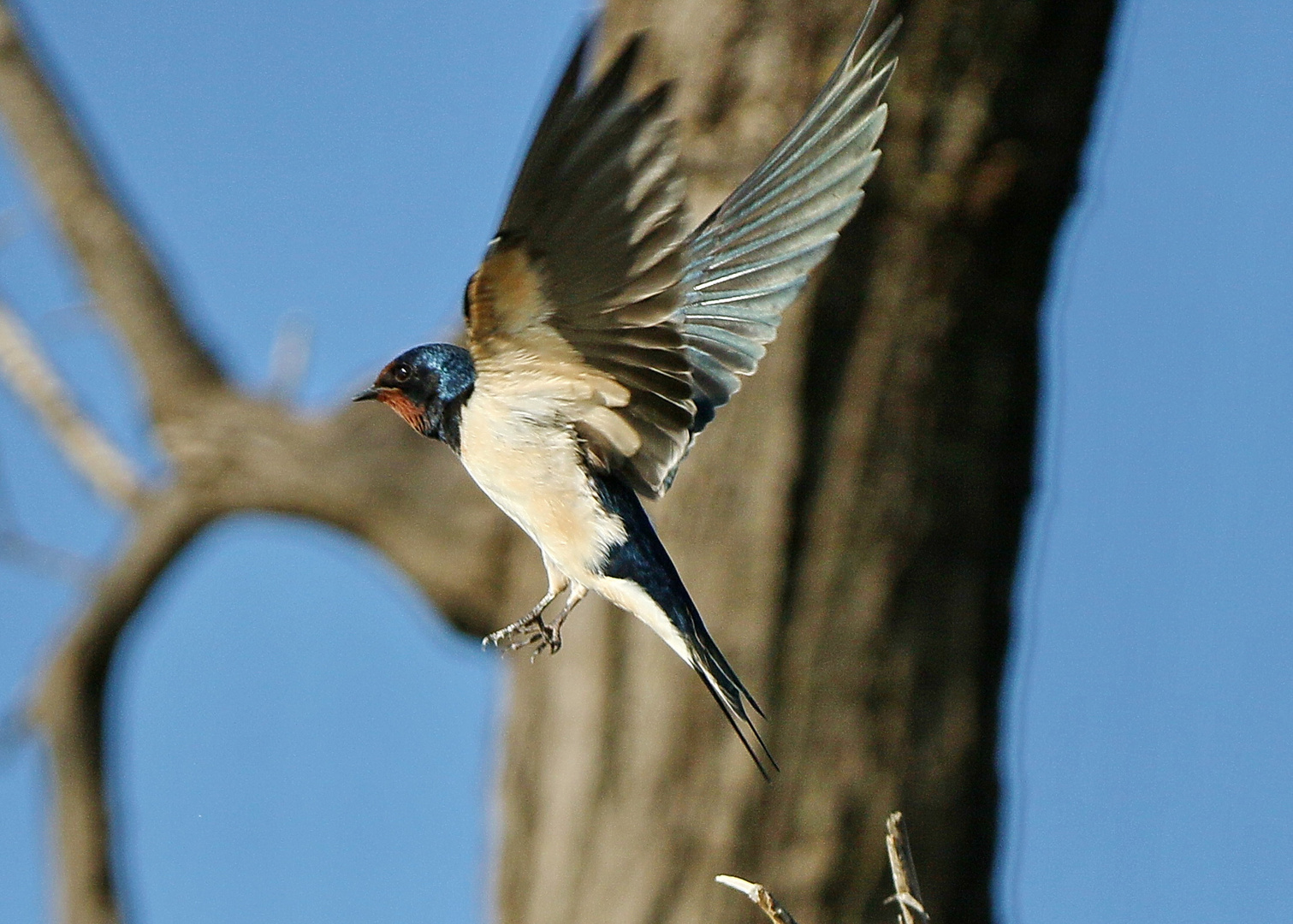 Rauchschwalbe Hirundo r. rustica