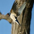 Rauchschwalbe Hirundo r. rustica