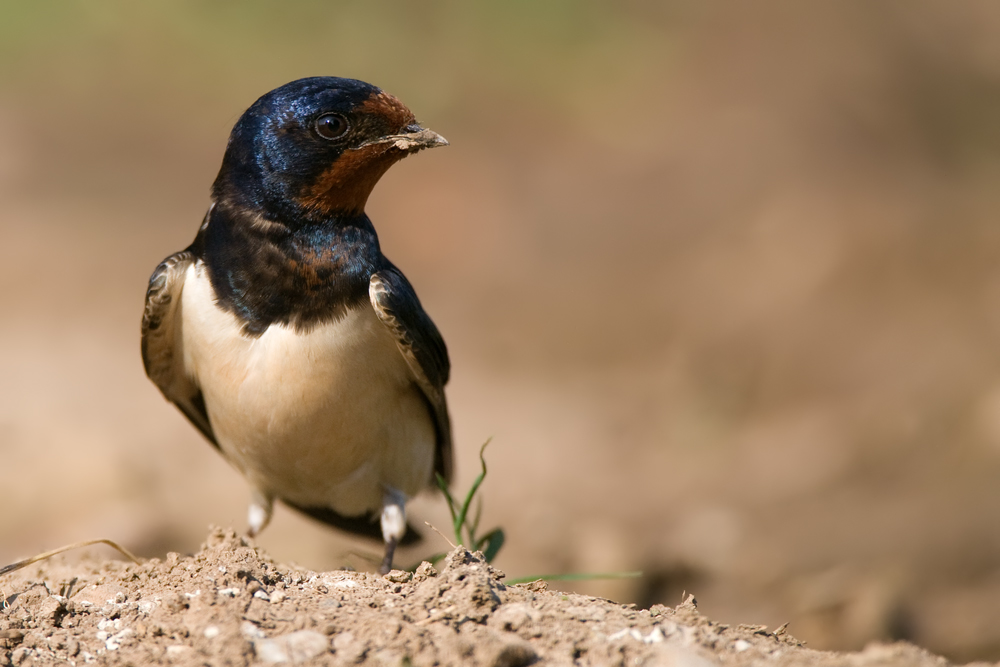 Rauchschwalbe (Hirundo rustica)