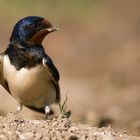 Rauchschwalbe (Hirundo rustica)