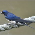 Rauchschwalbe - Hirundo rustica