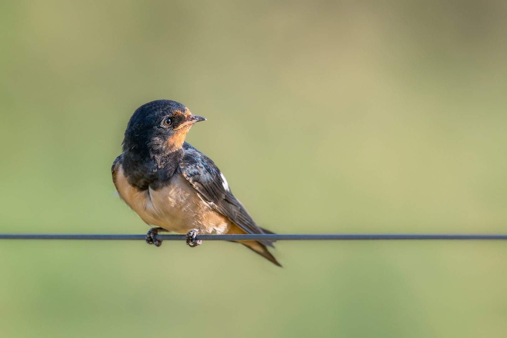 Rauchschwalbe (Hirundo rustica)