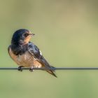 Rauchschwalbe (Hirundo rustica)