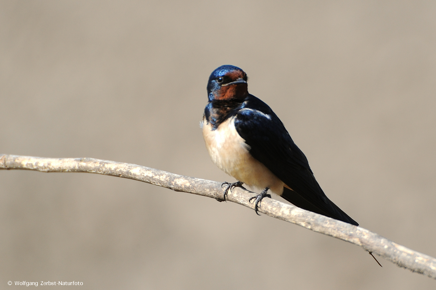 --- Rauchschwalbe ---  ( Hirundo rustica )