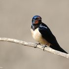 --- Rauchschwalbe ---  ( Hirundo rustica )