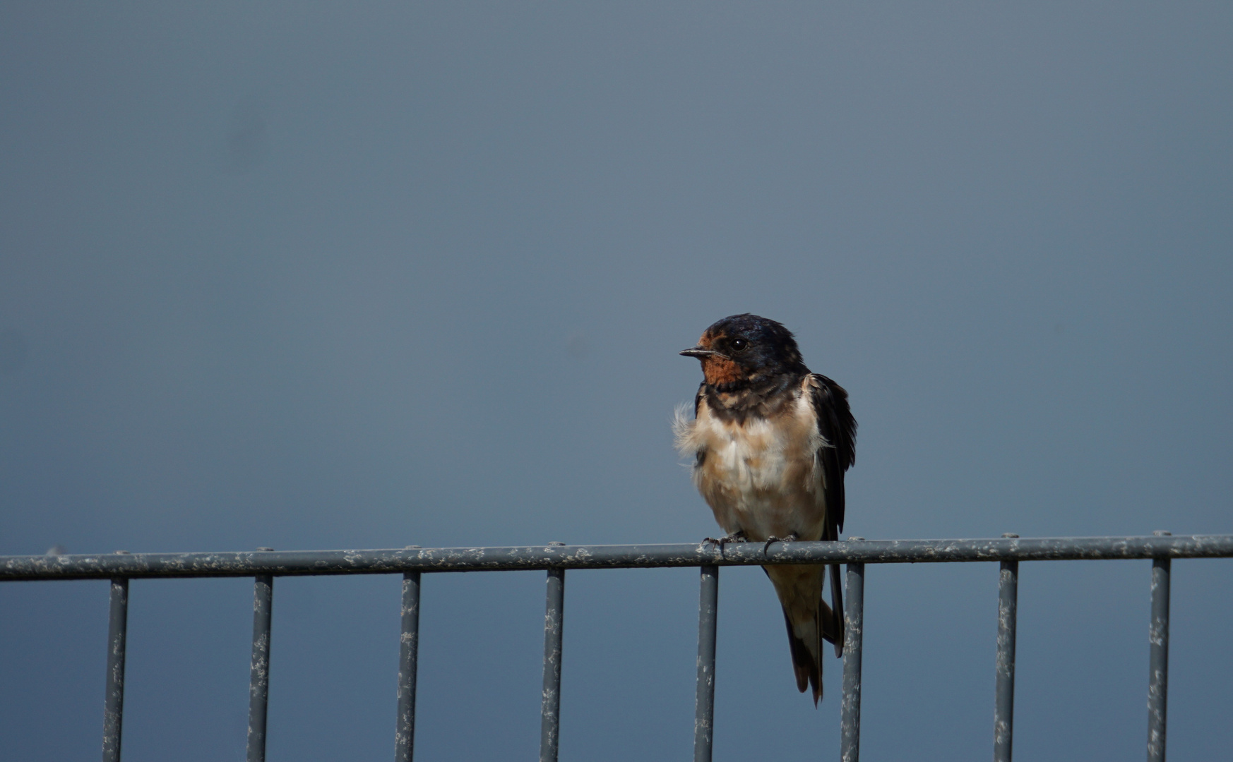  Rauchschwalbe (Hirundo rustica)