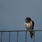  Rauchschwalbe (Hirundo rustica)