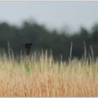 Rauchschwalbe (Hirundo rustica)