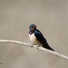 --- Rauchschwalbe ---     ( Hirundo rustica )