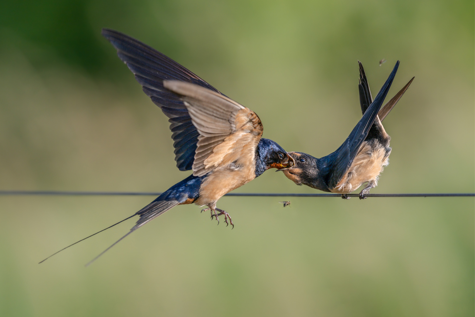 Rauchschwalbe (Hirundo rustica)