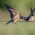 Rauchschwalbe (Hirundo rustica)