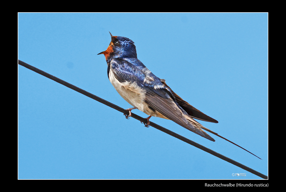 Rauchschwalbe (Hirundo rustica)