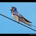 Rauchschwalbe (Hirundo rustica)