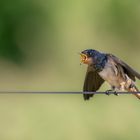 Rauchschwalbe (Hirundo rustica)