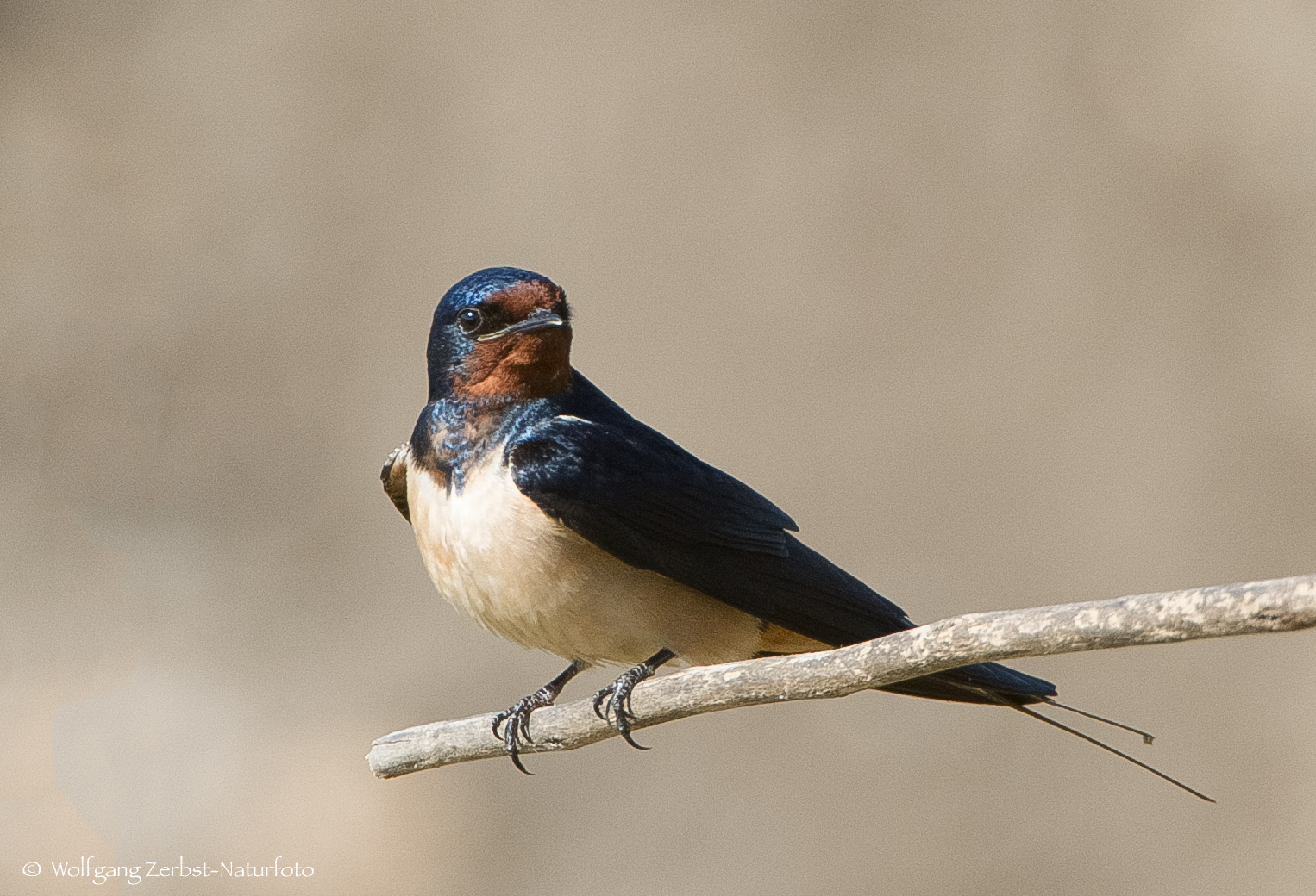 - RAUCHSCHWALBE - ( Hirundo rustica )