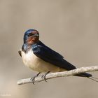 - RAUCHSCHWALBE - ( Hirundo rustica )