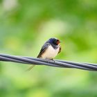 Rauchschwalbe (Hirundo rustica)