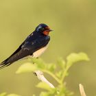 Rauchschwalbe ( Hirundo rustica )