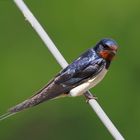 Rauchschwalbe (Hirundo rustica)