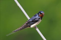 Rauchschwalbe (Hirundo rustica)