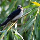 Rauchschwalbe (Hirundo rustica )