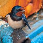 Rauchschwalbe (Hirundo rustica)