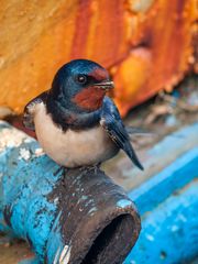 Rauchschwalbe (Hirundo rustica)