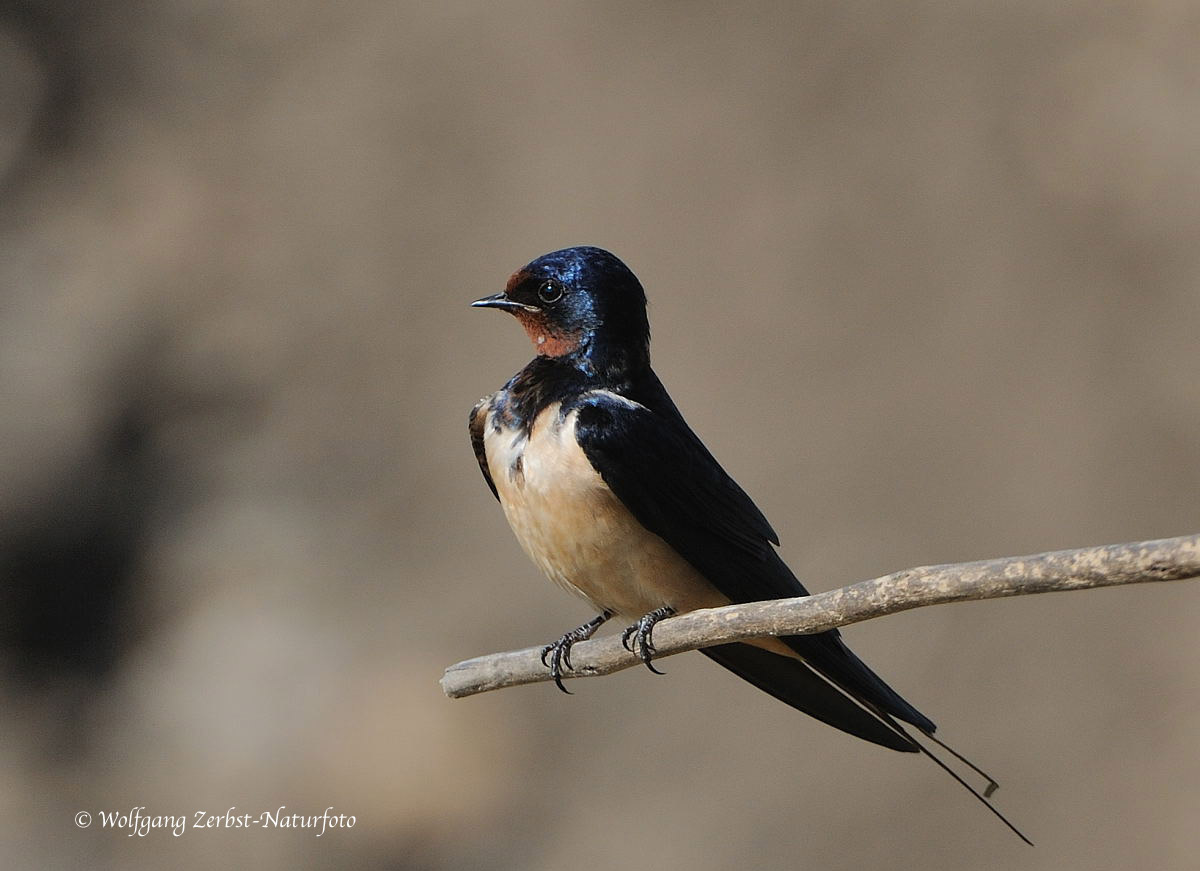 --- Rauchschwalbe ---- ( Hirundo rustica )