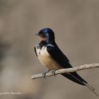 --- Rauchschwalbe ---- ( Hirundo rustica )